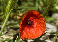 coquelicot